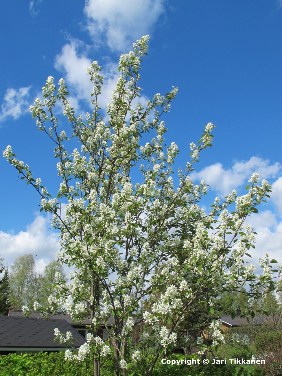 Isotuomipihlaja kukkii