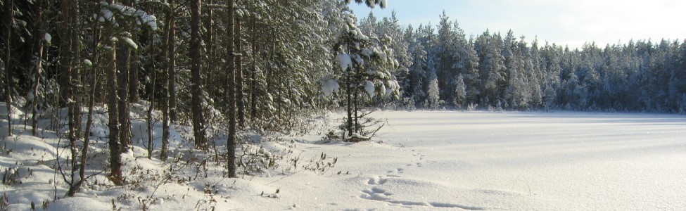 Talvinen lammen rantamaisema