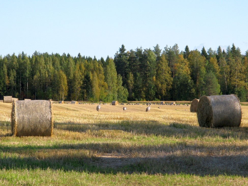 Päivän kuva Kurkia pellolla