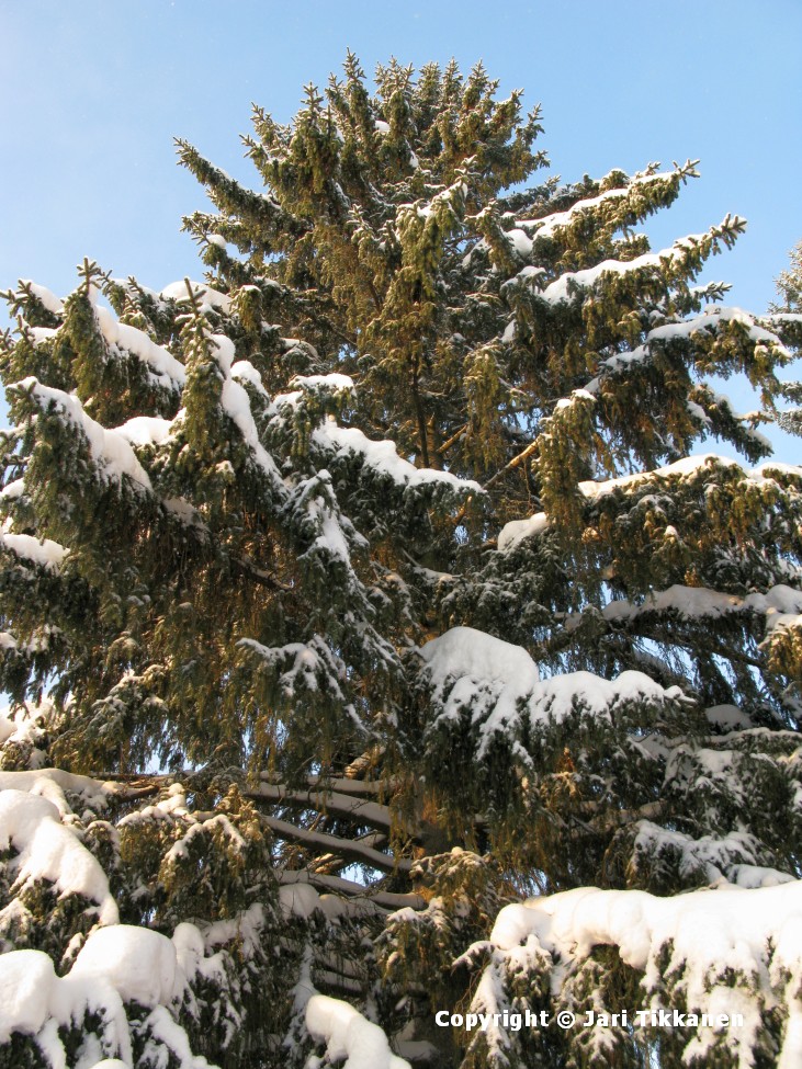 Päivän kuva Luminen pihakuusi