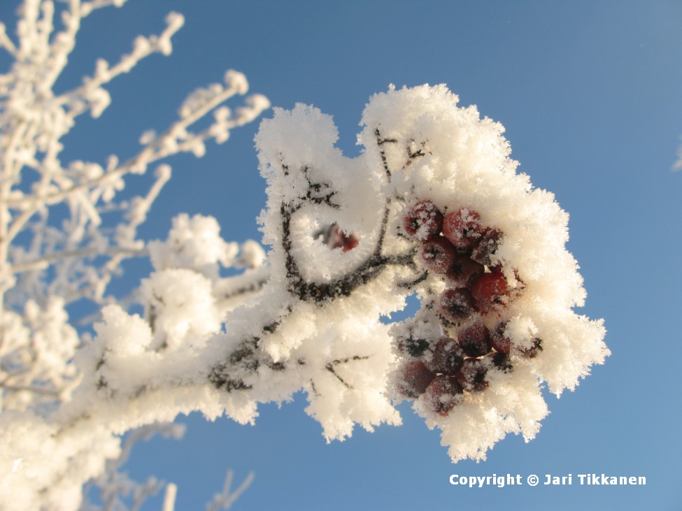 Talvisia pihlajanmarjoja