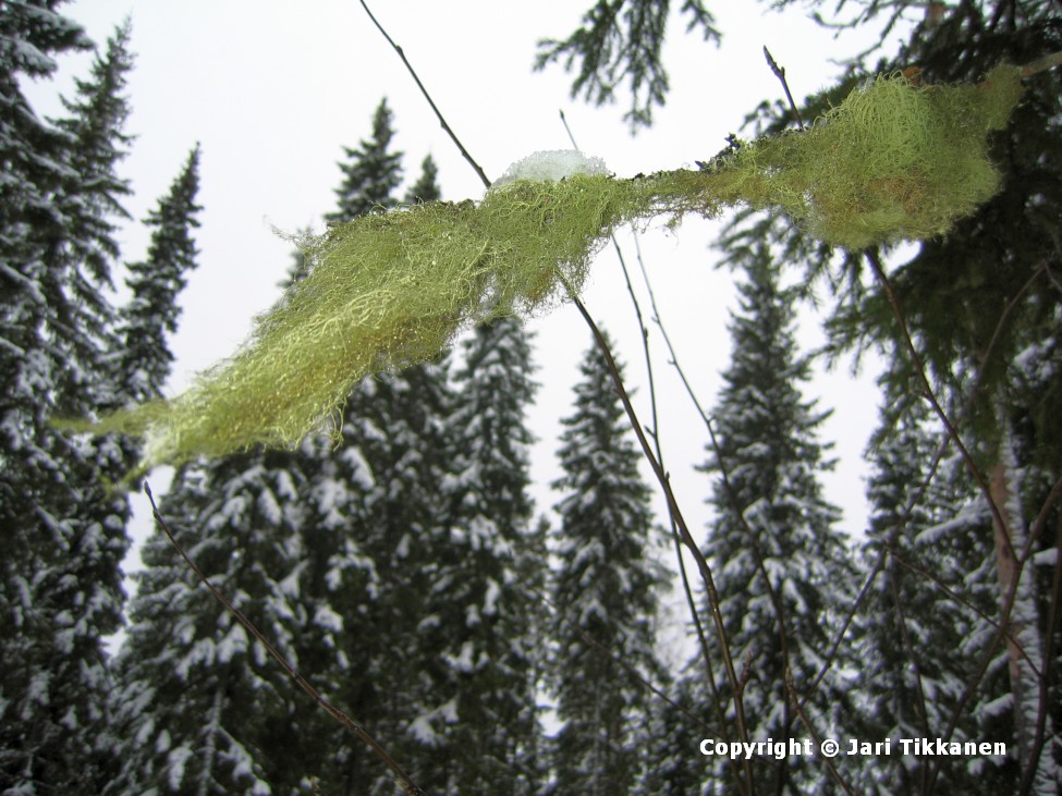 Päivän kuva Syksyinen metsä