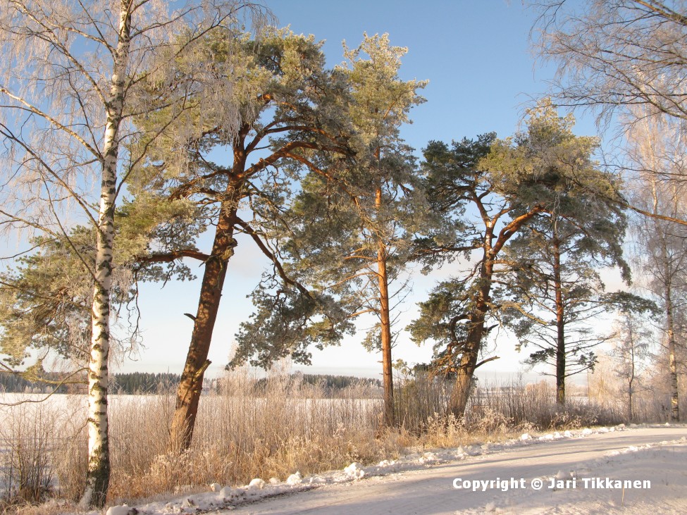 Väärninsaaren tien vartta